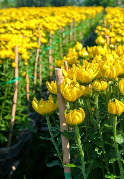 image of Sa Dec Flower Village with Taiwanese daisies