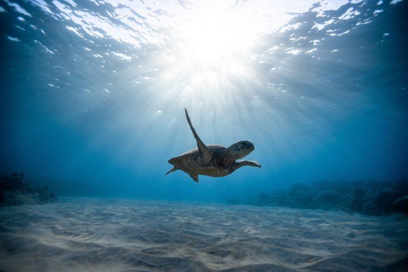 Một bức tranh về biển với một con rùa biển