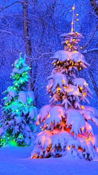 Hình ảnh cây thông Noel phủ đầy tuyết màu