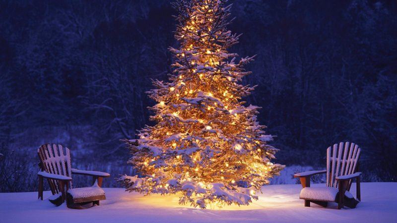 Hình ảnh cây thông Noel với ánh sáng vàng