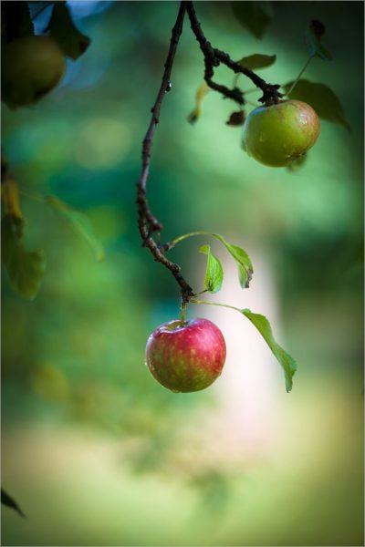 Hình ảnh quả táo được chụp với góc độ tốt và chất lượng
