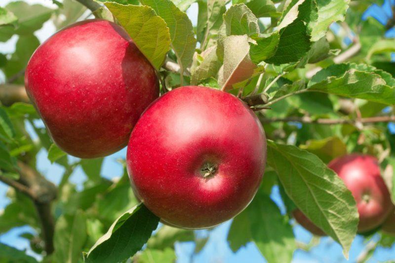 hình ảnh quả táo trên cây màu tím