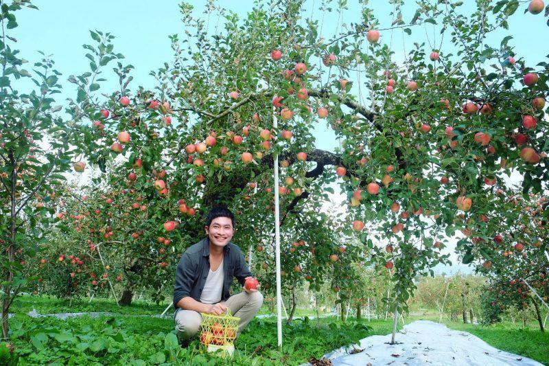 Hình ảnh cây táo đẹp