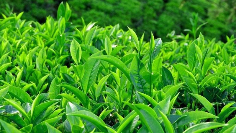 Cách chọn và tư vấn lá trà xanh tươi
