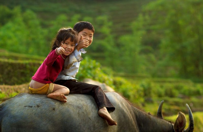 Hình ảnh chăn trâu tuổi thơ cực dễ thương