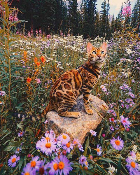 Ảnh mèo bengal trong vườn hoa