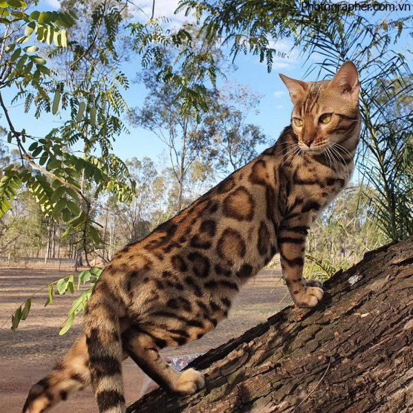 Hình mèo bengal cực đẹp đang leo cây