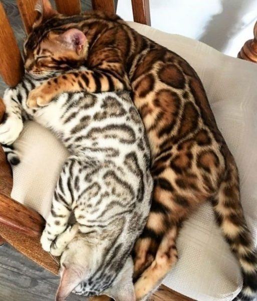 Hình ảnh mèo bengal ôm nhau ngủ