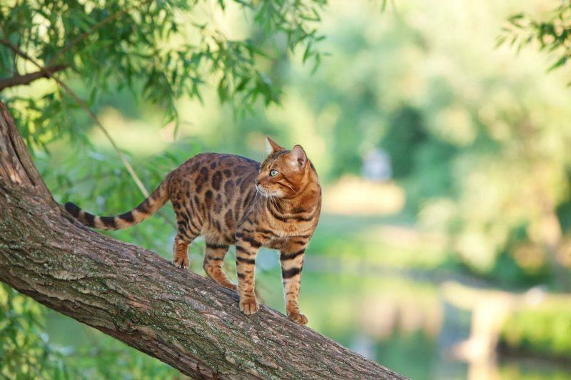 Ảnh mèo bengal trên cây đang nhìn lại