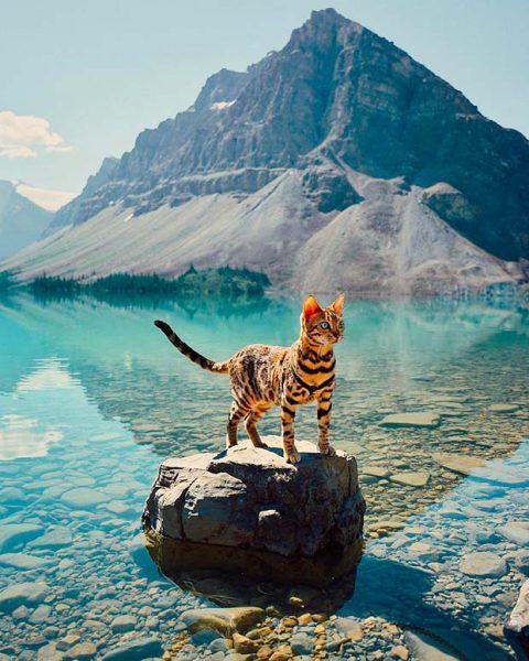 Ảnh mèo bengal trên con sông trong veo