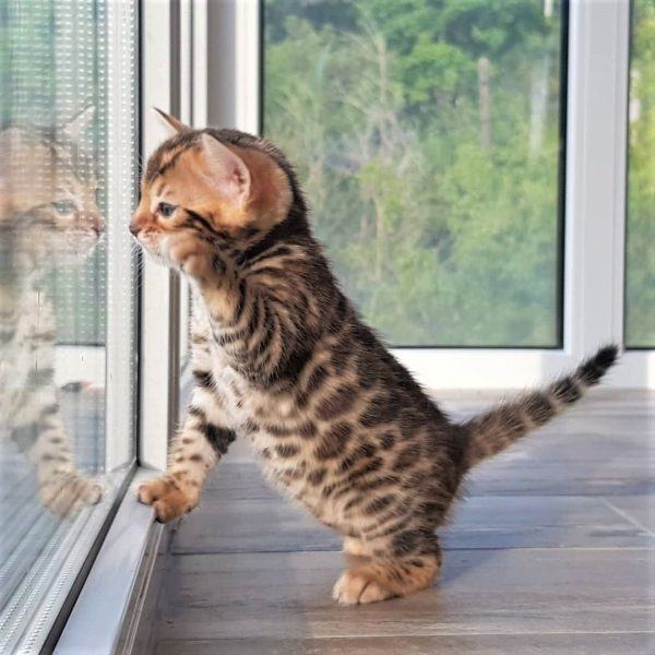 Hình ảnh mèo bengal đang nhìn qua cửa kính