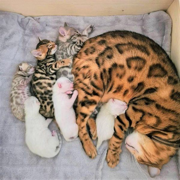 Ảnh mèo bengal cùng bé mèo sơ sinh