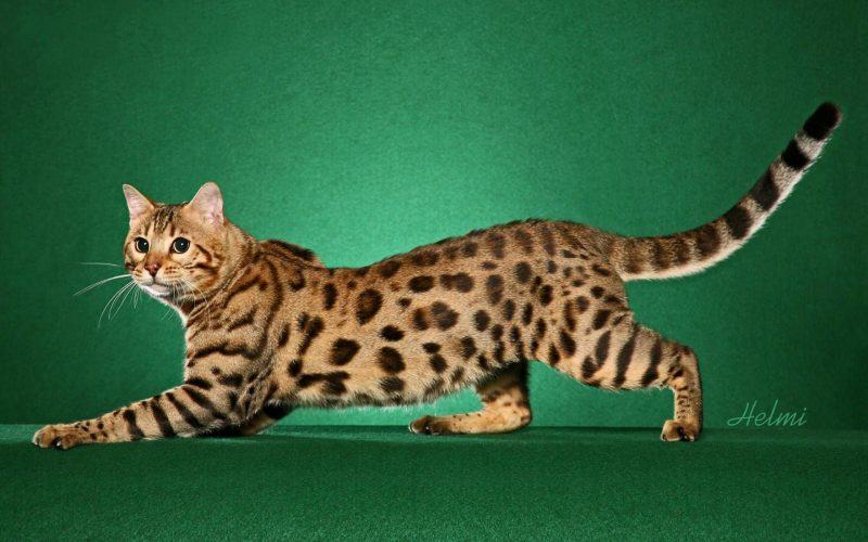 Mèo Bengal thuần chủng