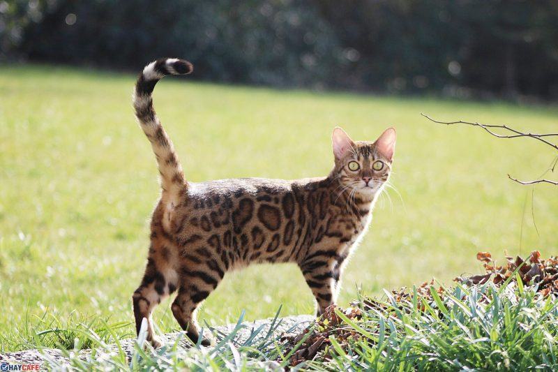 Ảnh mèo bengal đang đi trên cỏ