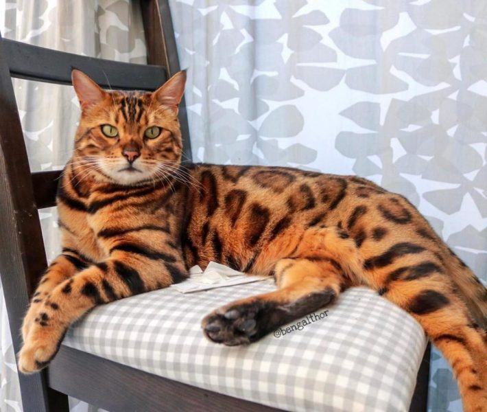 Hình mèo Bengal