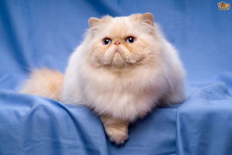 Hình ảnh mèo Ba Tư dễ thương