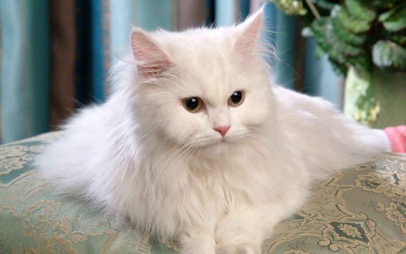 Hình ảnh mèo trắng Ba Tư