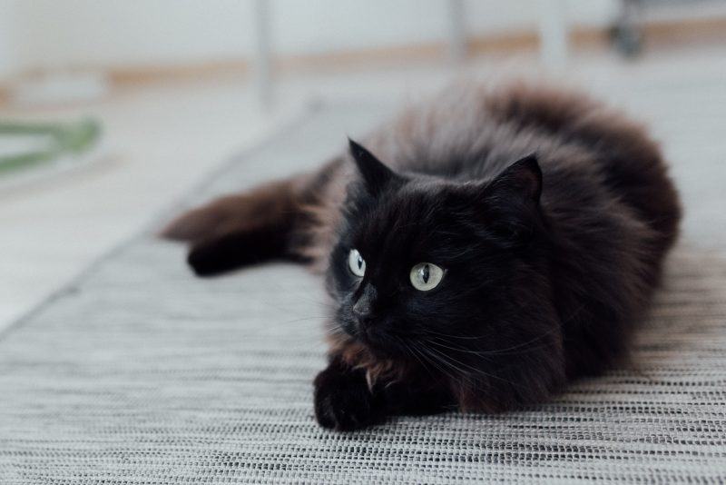 Hình ảnh mèo ba tư đen đang ngủ