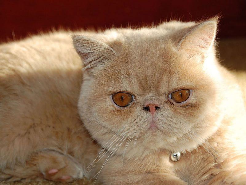 Mèo Ba Tư mắt nâu
