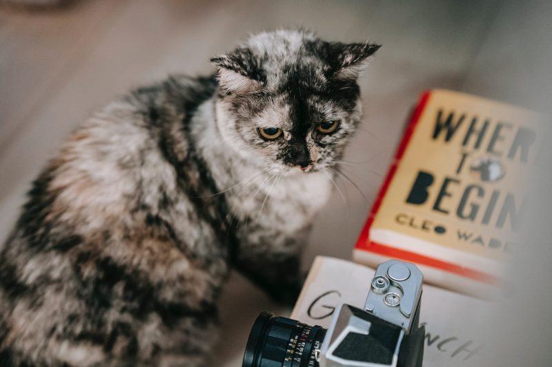 Một bức ảnh của một con mèo Ba Tư với một chiếc máy ảnh