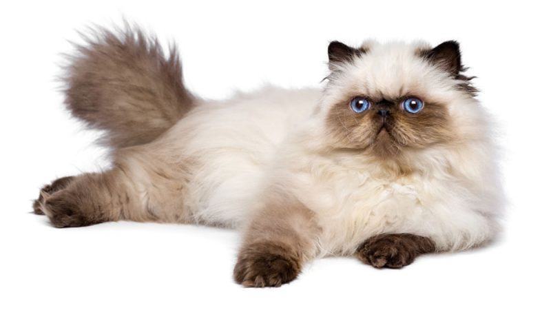 Mèo Ba Tư lông dài