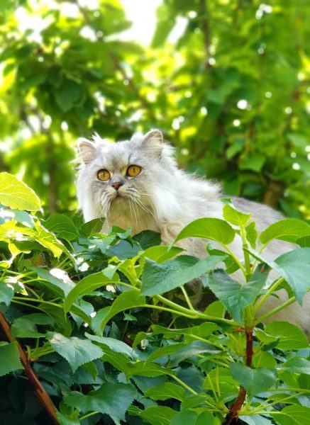Một bức ảnh của một con mèo Ba Tư đằng sau những chiếc lá