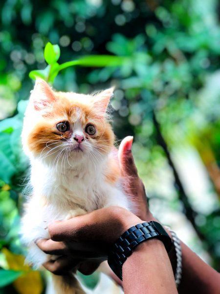 Hình ảnh mèo Ba Tư với đôi mắt ngạc nhiên