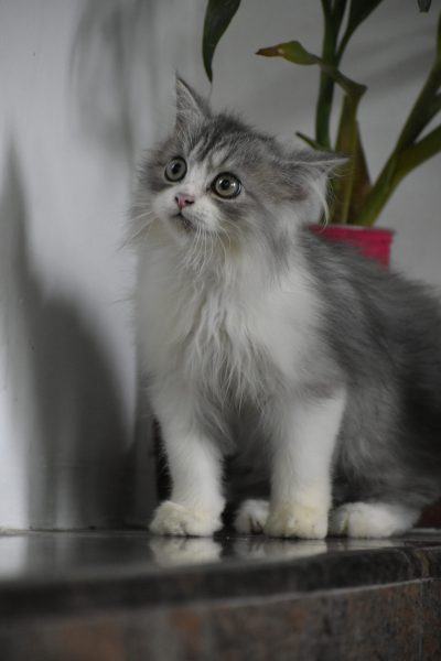 Hình ảnh mèo Ba Tư với đôi mắt ngạc nhiên