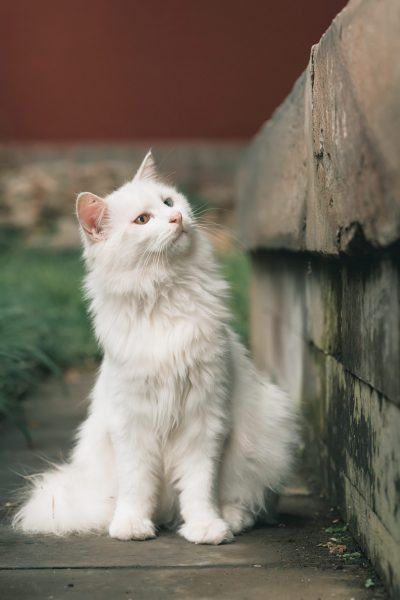 Hình ảnh mèo ba tư bạch tuyết