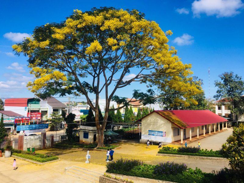 Hình ảnh cây phượng vàng sân trường