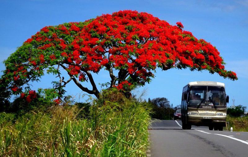 Hình ảnh cây phượng đỏ bên đường