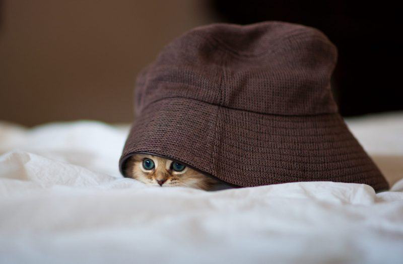 Hình ảnh chú mèo tam thể trốn dưới mũ