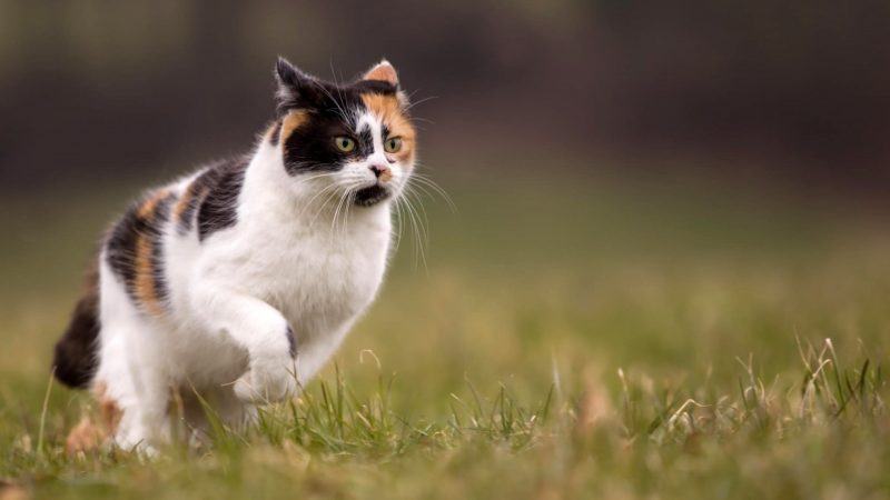Hình ảnh chú mèo tam thể chạy trên bãi cỏ