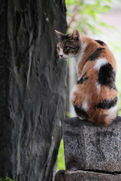 Một con mèo tam thể xinh đẹp đang leo trèo