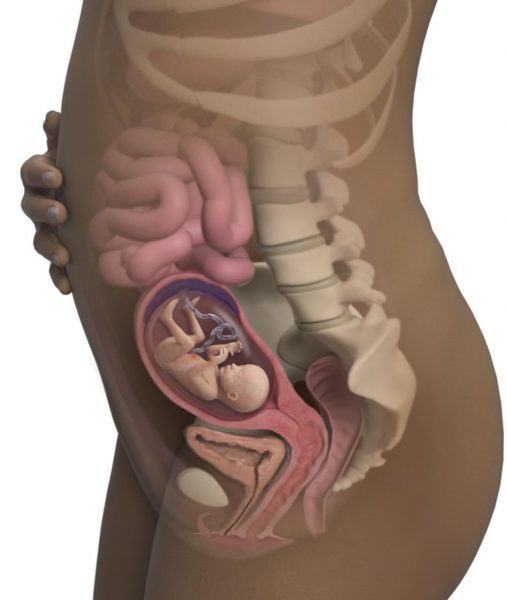 hình ảnh của một em bé trong tử cung của sự sáng tạo của mình