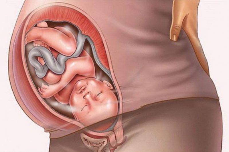 Hình ảnh em bé trong bụng mẹ giai đoạn cuối