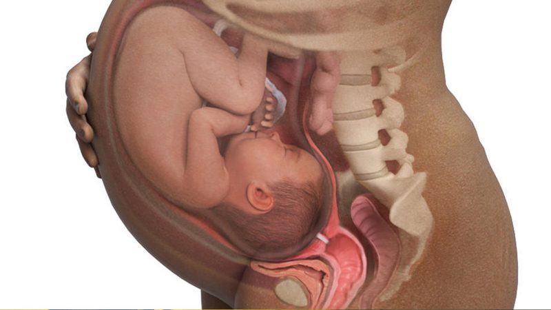 hình ảnh em bé trong bụng mẹ những ngày chuẩn bị chào đời