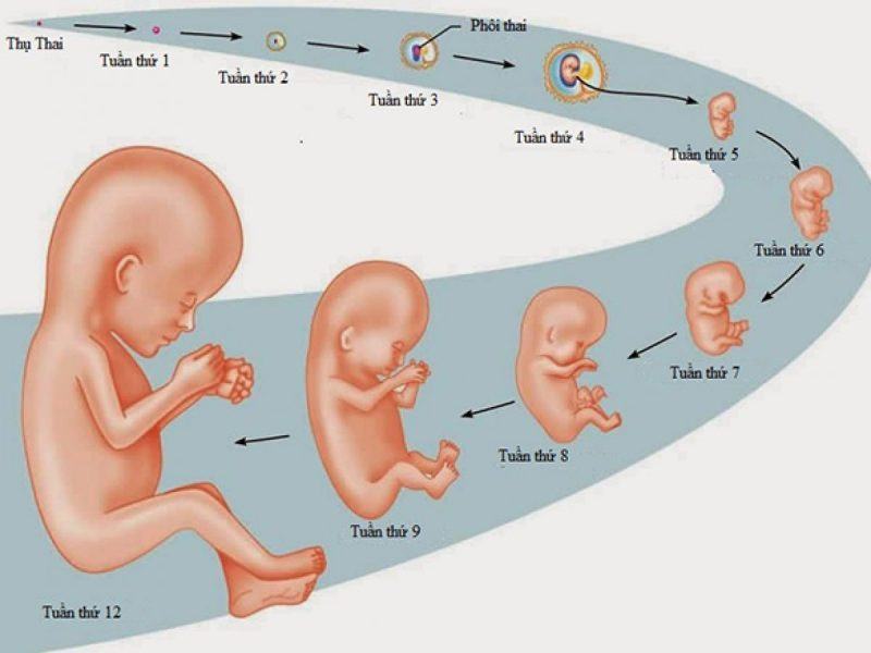 Hình ảnh siêu âm 3d đẹp về sự phát triển của thai nhi theo tuần