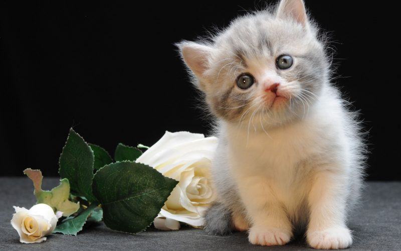 Hình ảnh mèo Munchkin yêu hoa trắng