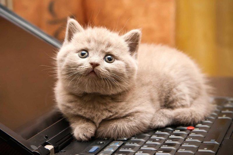 Mèo Munchkin nhìn vào bàn phím máy tính
