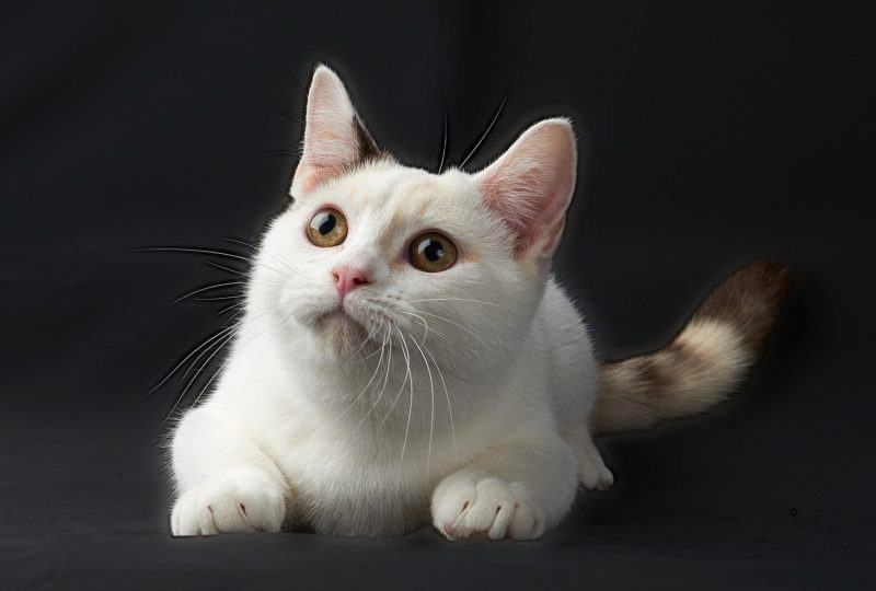 Hình ảnh mèo munchkin dễ thương làm hình nền máy tính
