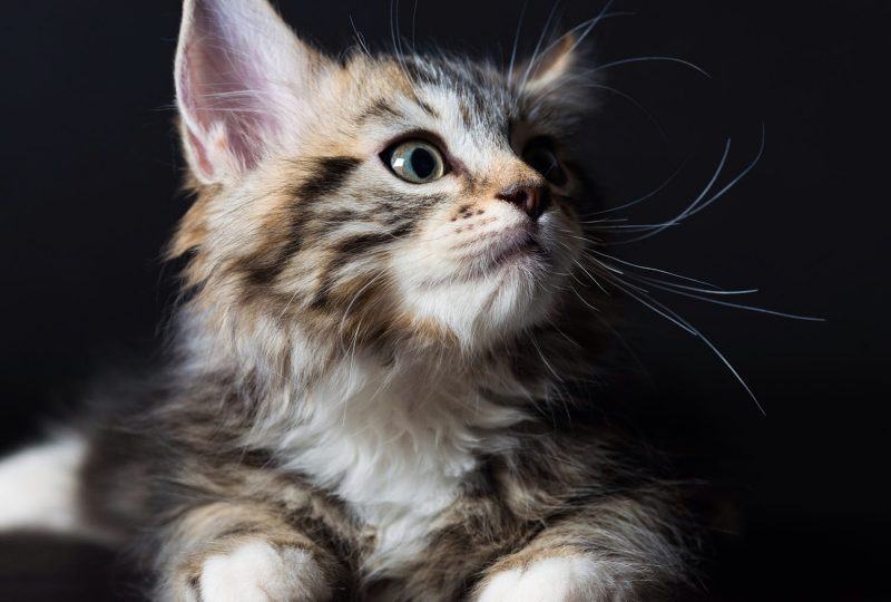 Hình ảnh của một con mèo munchkin trông bối rối