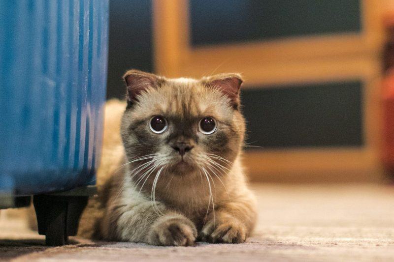 Hình ảnh mèo Munchkin với đôi mắt ngạc nhiên