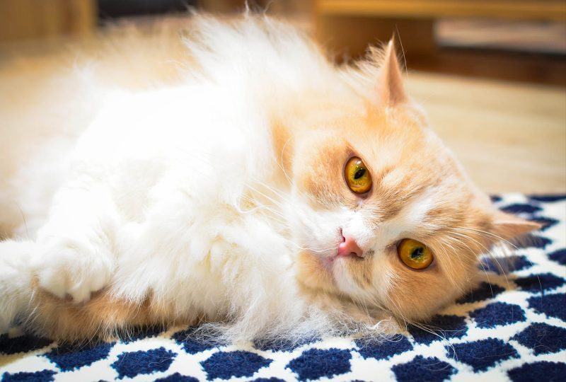 Hình ảnh mèo munchkin vàng trắng siêu dễ thương