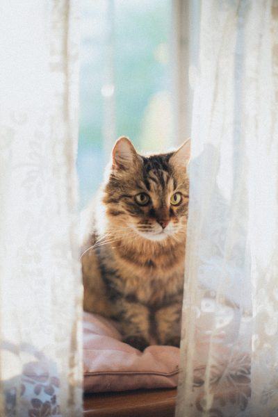 Munchkin con mèo đang nhìn vào rèm cửa