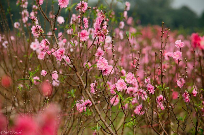 Tải hình ảnh hoa anh đào