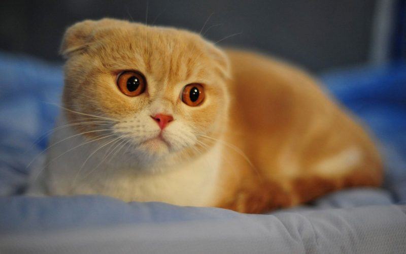 Hình ảnh chú mèo vàng tai nhọn