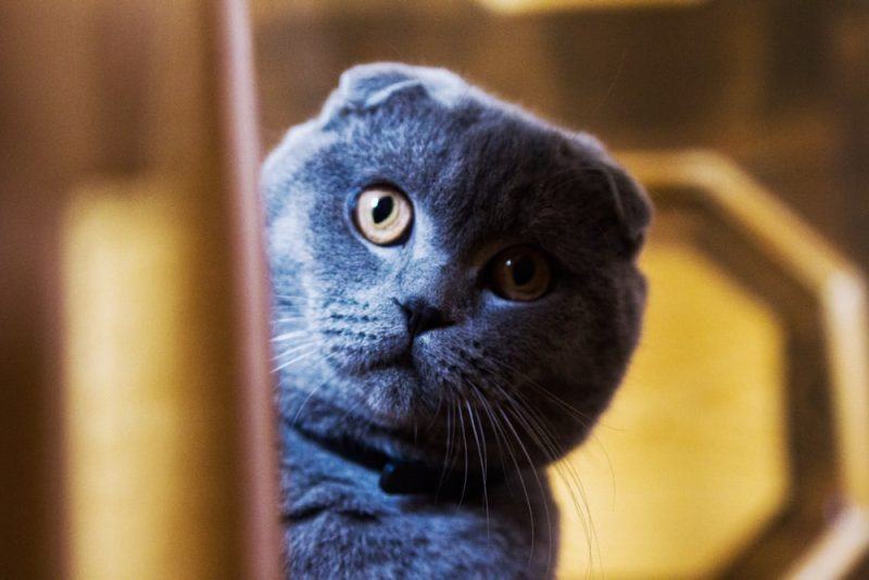 Hình ảnh dễ thương của một con mèo với đôi tai bông