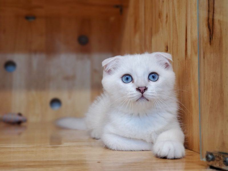 mèo tai trắng