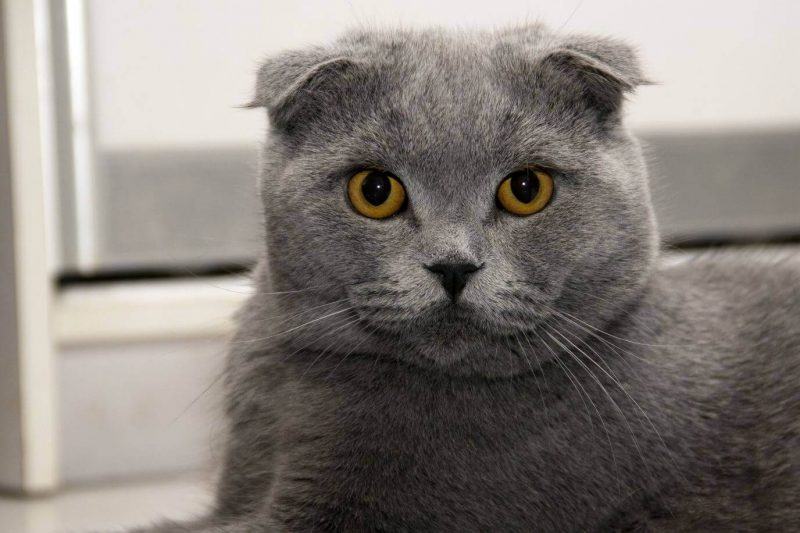 Hình ảnh dễ thương của một con mèo với đôi tai xoăn